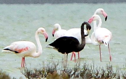 blackflamingo.adapt.1190.1