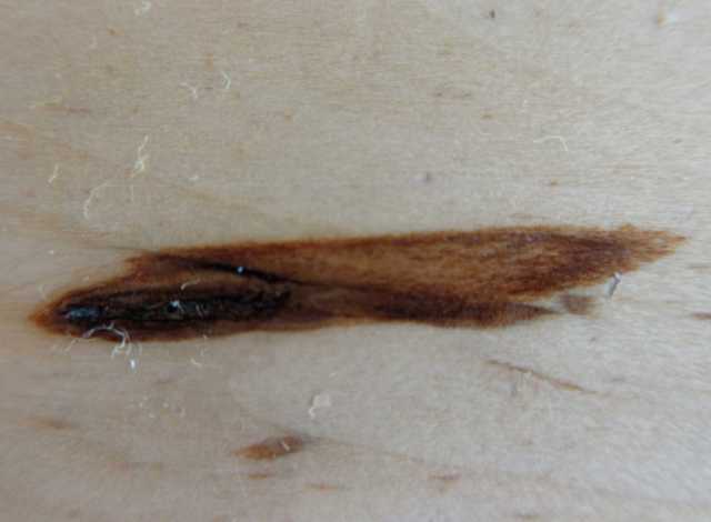 ruokaileva-laiska-vesiela%cc%88in